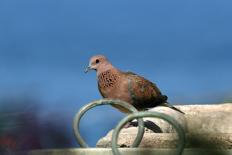 Tortora delle palme (Streptopelia senegalensis)